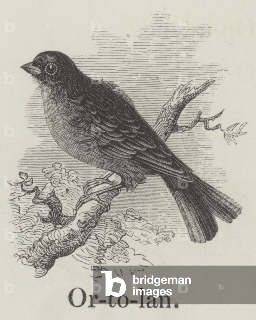 Ortolan (engraving)