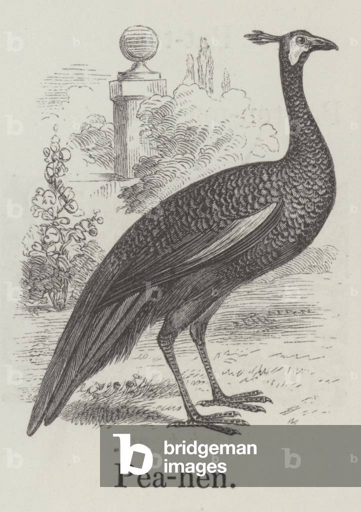 Peahen (engraving)