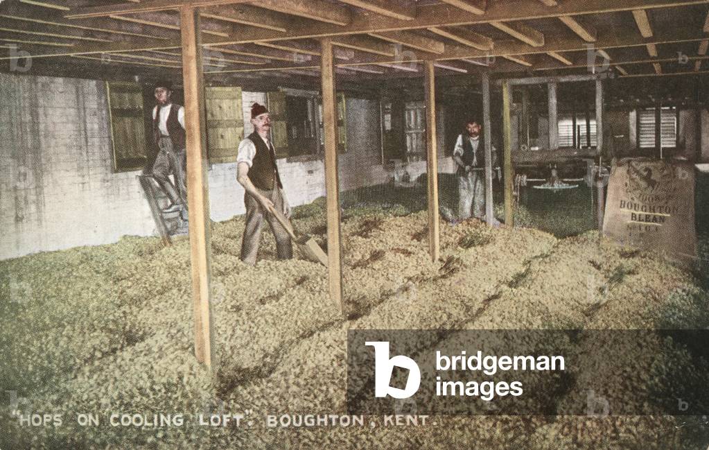 Hops in a cooling loft, Boughton-under-Blean, Kent (colour photo)