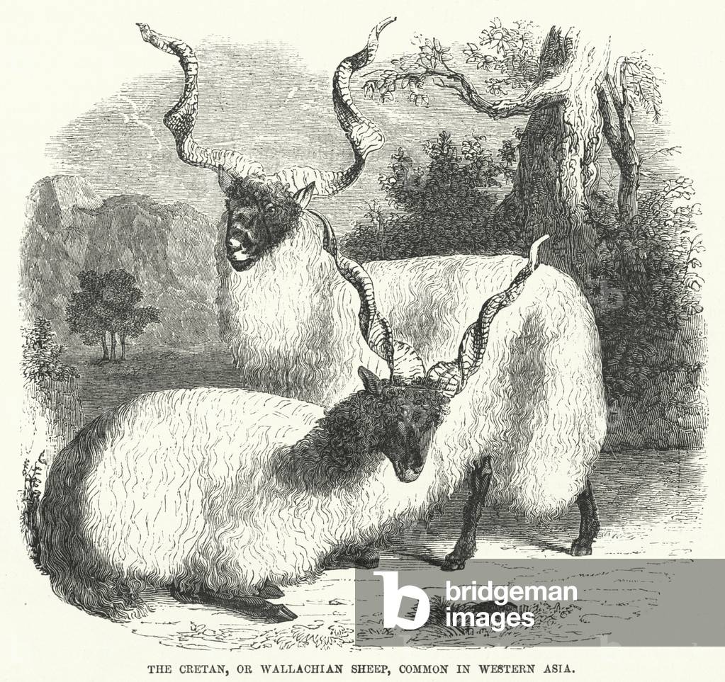 The Cretan, or Wallachian Sheep, Common in Western Asia (engraving)