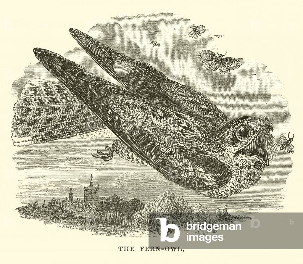 The Fern-Owl (engraving)