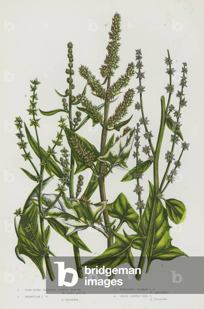 The Flowering Plants of Great Britain, c.1880 (litho)