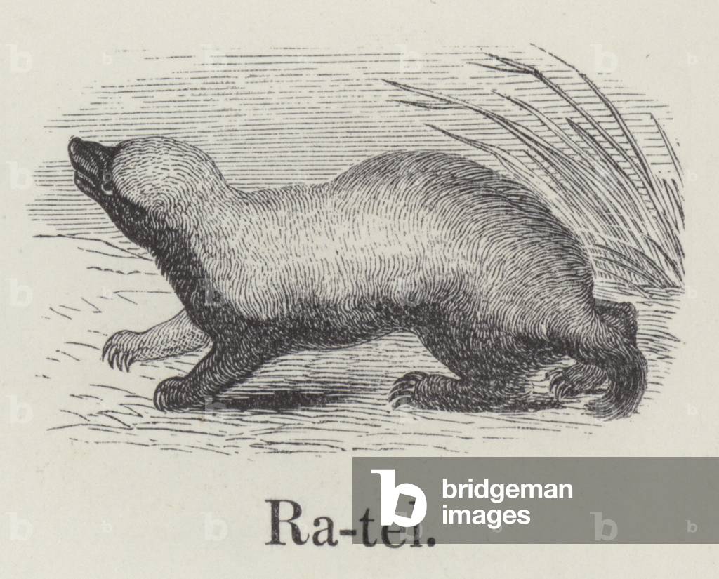 Ratel (engraving)