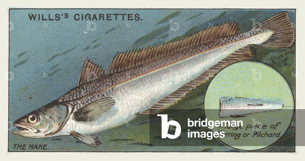 The Hake, A large piece of Herring or Pilchard (chromolitho)