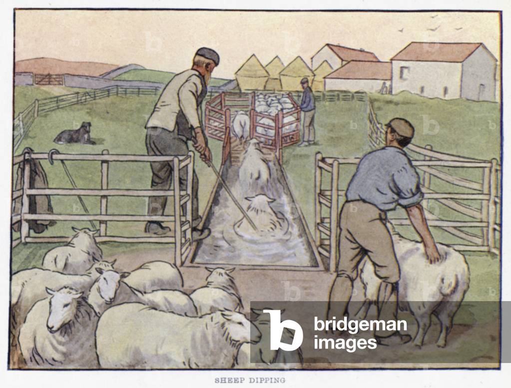 Sheep Dipping (colour litho)