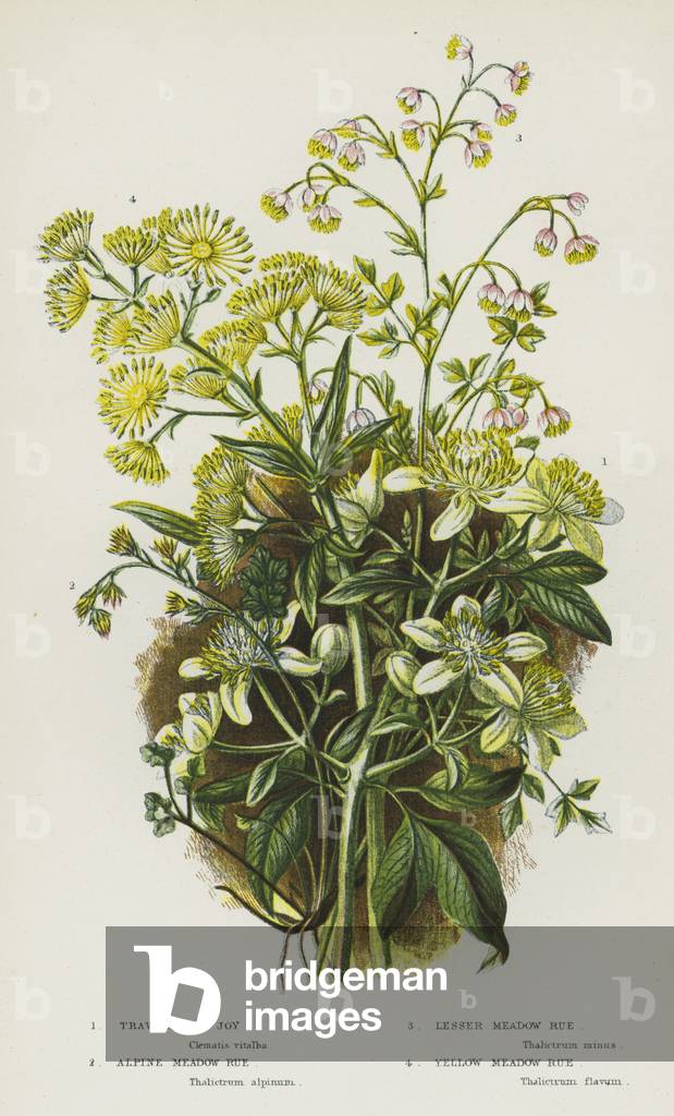 Flowering Plants of Great Britain: Traveller's Joy, Alpine Meadow Rue, Lesser Meadow Rue, Yellow Meadow Rue (colour litho)