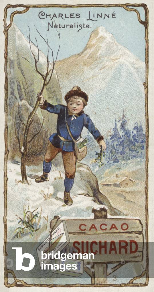 Carl Linnaeus, Swedish botanist and zoologist, as a child (chromolitho)