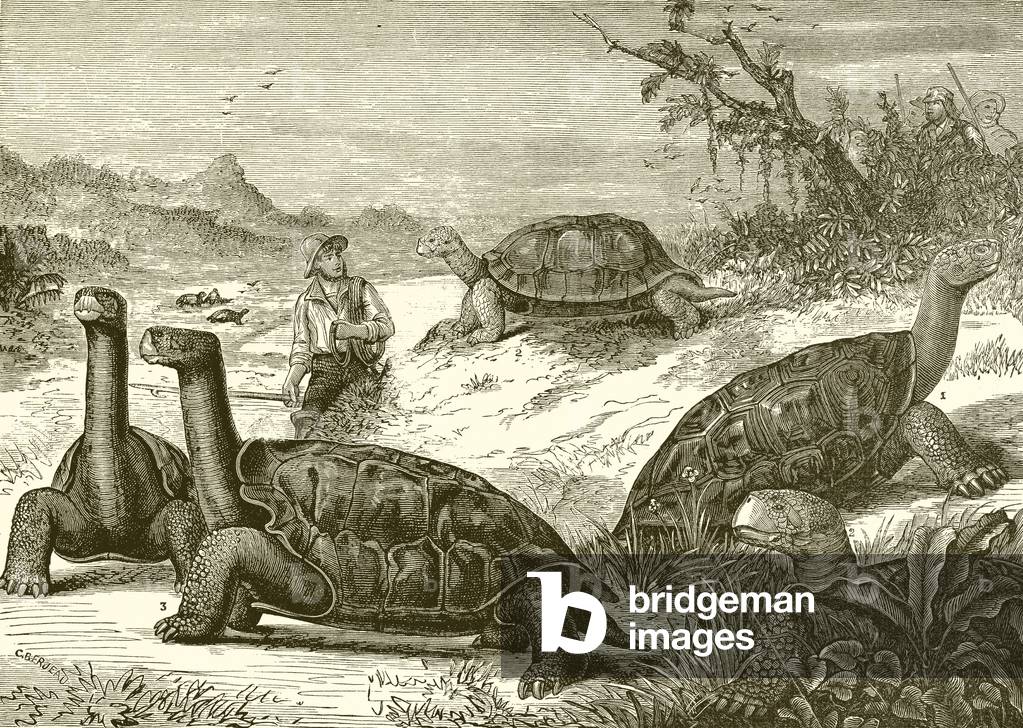 Hunting tortoises on the coast of New Guinea (engraving)