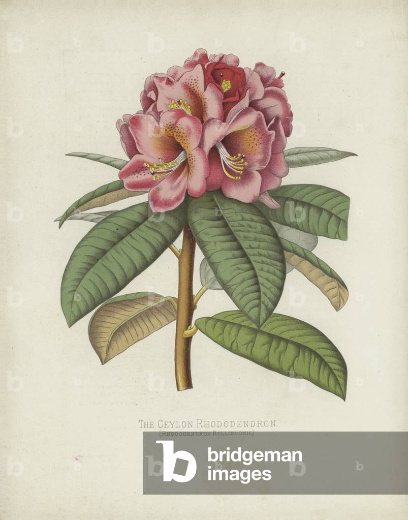 The Ceylon Rhododendron, Rhododendron Rollissonii (chromolitho)