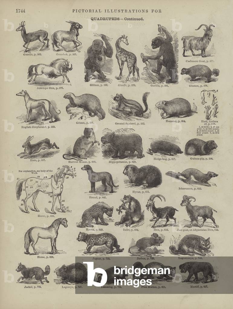 Page from Webster's Complete Dictionary (George Bell, 1877). (engraving)