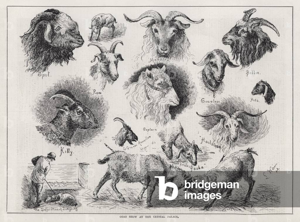 Goat Show at the Crystal Palace (engraving)