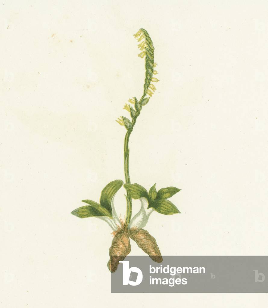 Fragrant Lady's Tresses, Neottia Spiralis (colour litho)