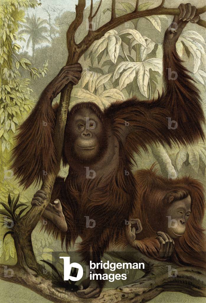 Orang-Utan (colour litho)