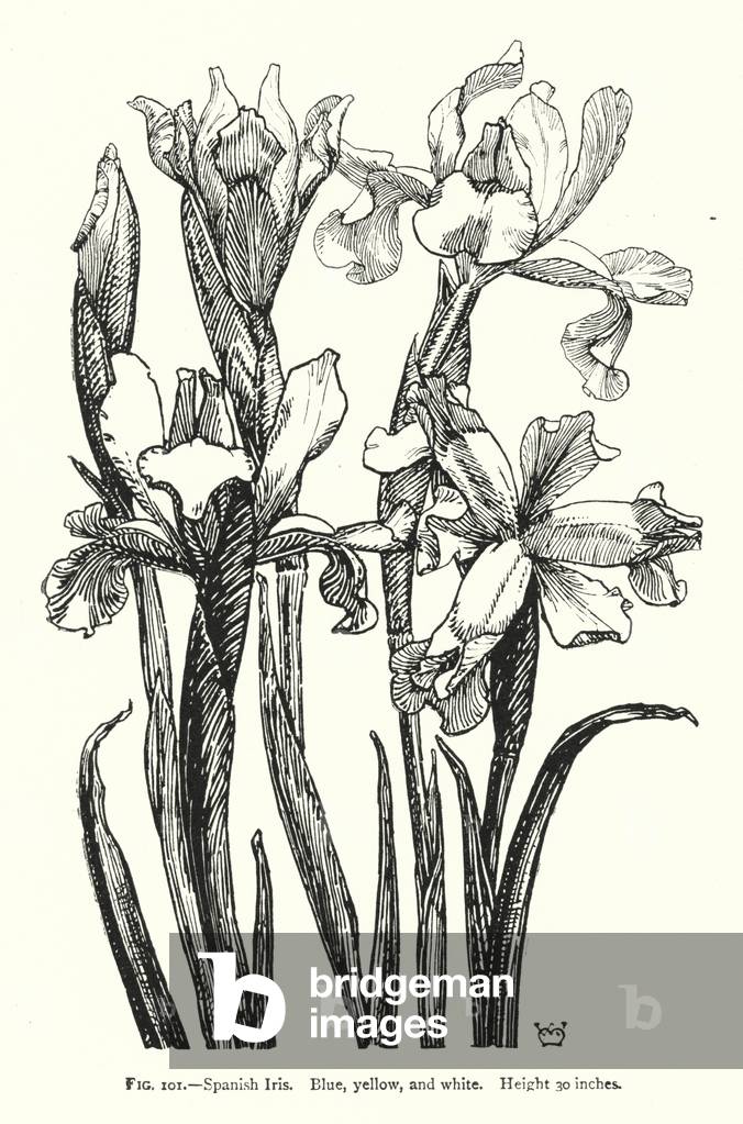 Spanish Iris; Blue, yellow, and white; Height 30 inches (engraving)