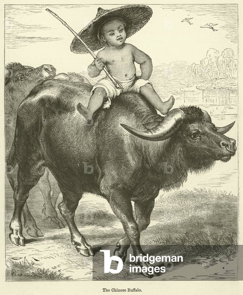 The Chinese Buffalo (engraving)