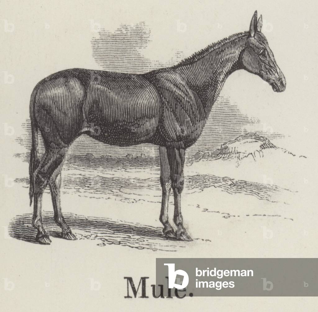 Mule (engraving)