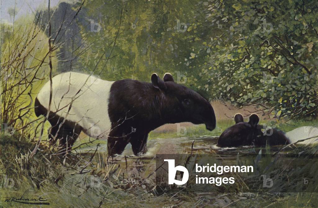 Indian Tapir (colour litho)