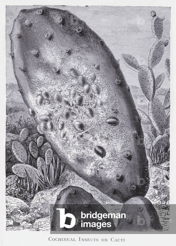 Cochineal insects on cacti (litho)