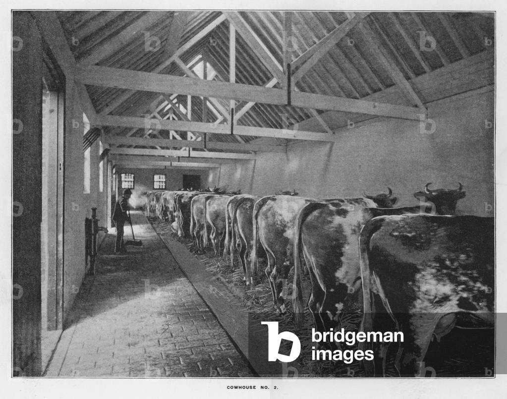 Whiteley's Farms: Cowhouse No 2 (b/w photo)
