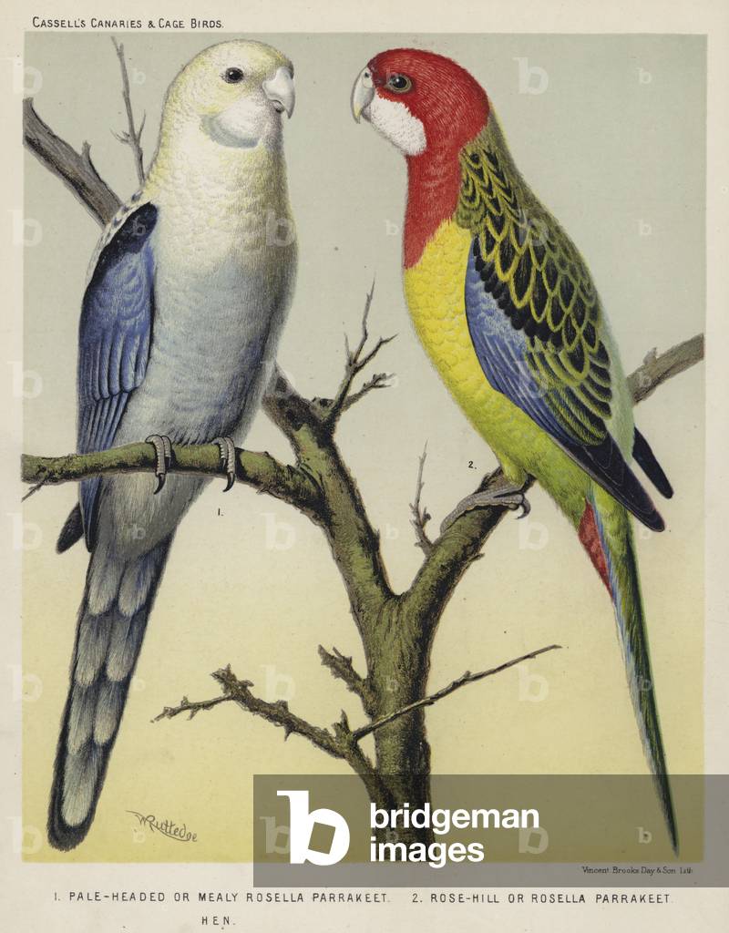 Pale-Headed or Mealy Rosella Parrakeet, Rose-Hill or Rosella Parrakeet, Hen (colour litho)