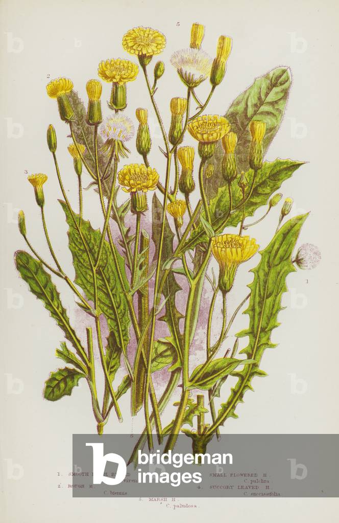 The Flowering Plants of Great Britain, c.1880 (litho)