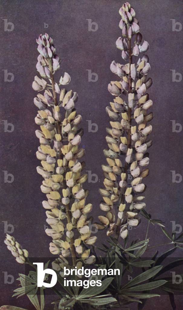 Lupins, Kelway's Belle of Huish (colour litho)