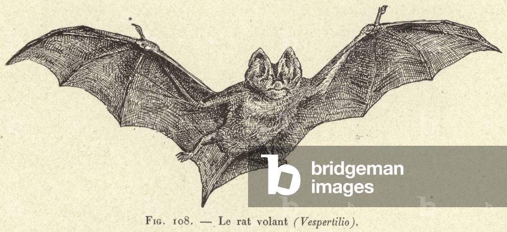 Le rat volant (Vespertilio) (engraving)