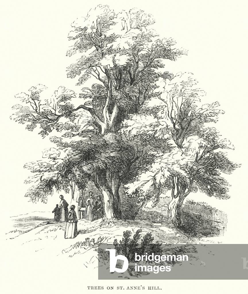 Trees on St Anne's Hill (engraving)