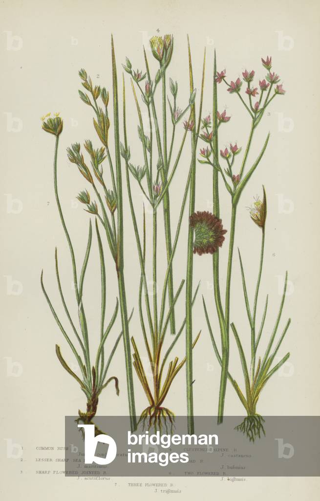 Common Rush, Lesser Sharp Sea Rush, Sharp Flowered Jointed Rush, Clustered Alpine Rush, Toad Rush  (colour litho)