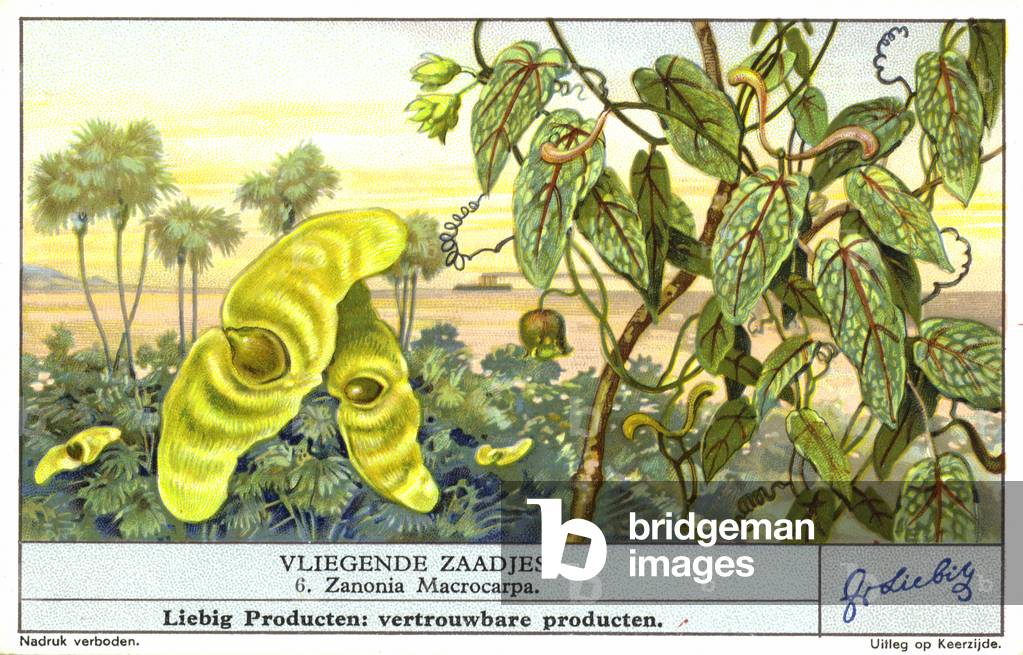 Javan cucumber (Zanonia macrocarpa) (chromolitho)