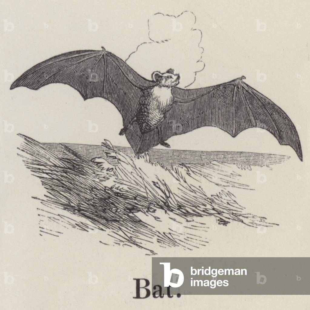 Bat (engraving)