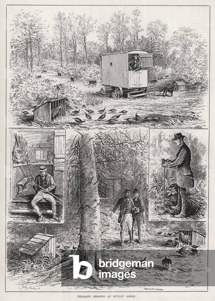 Pheasant Rearing at Ruxley Lodge (engraving)