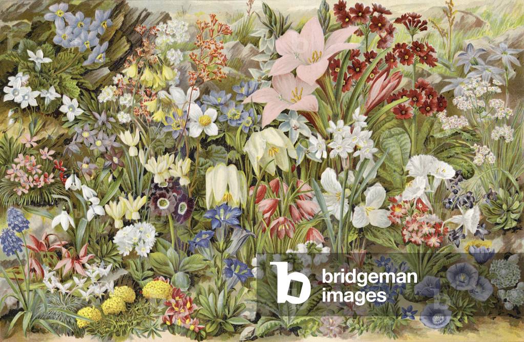 The Boys Own Alpine Garden, or Rockery Plants and How to Grow Them (chromolitho)