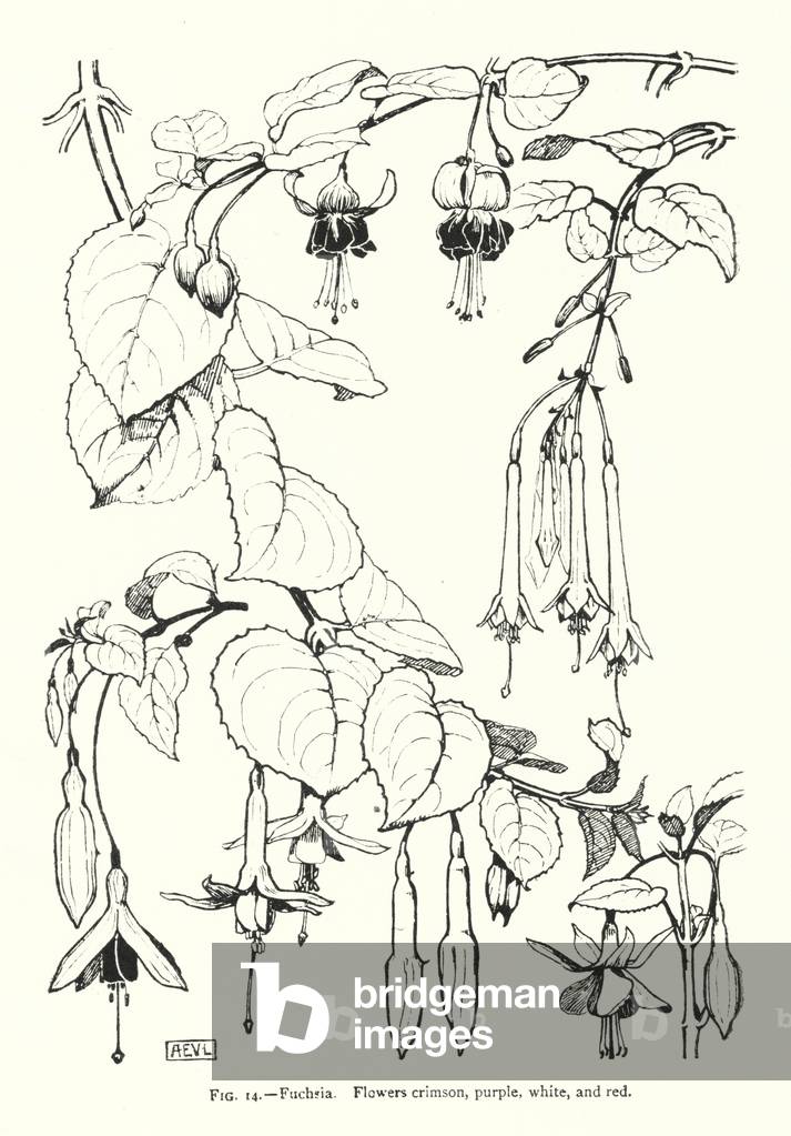 Fuchsia; Flowers crimson, purple, white, and red (engraving)