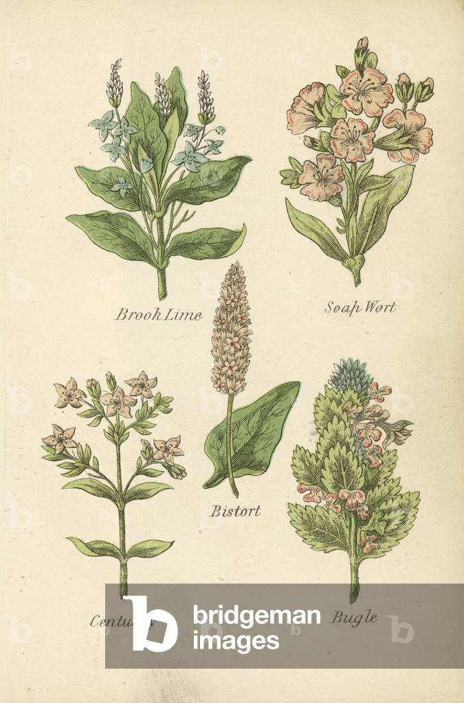 Brook Lime, Soap Wort, Bistort, Centuary, Bugle (colour litho)