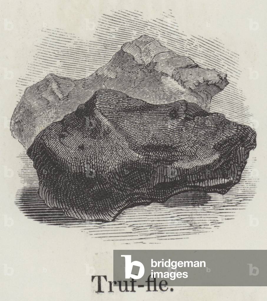 Truffle (engraving)