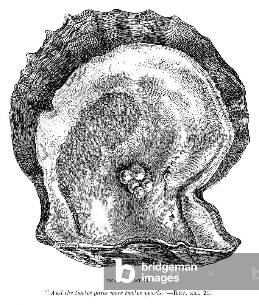 Pearl Oyster (engraving)
