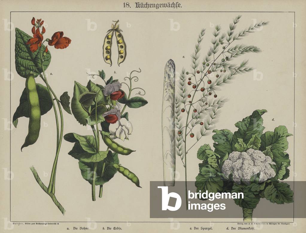 Plants (colour litho)