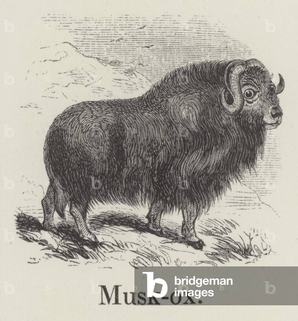 Muskox (engraving)