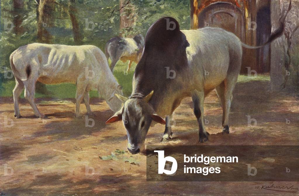 Indian Humped Cattle (colour litho)