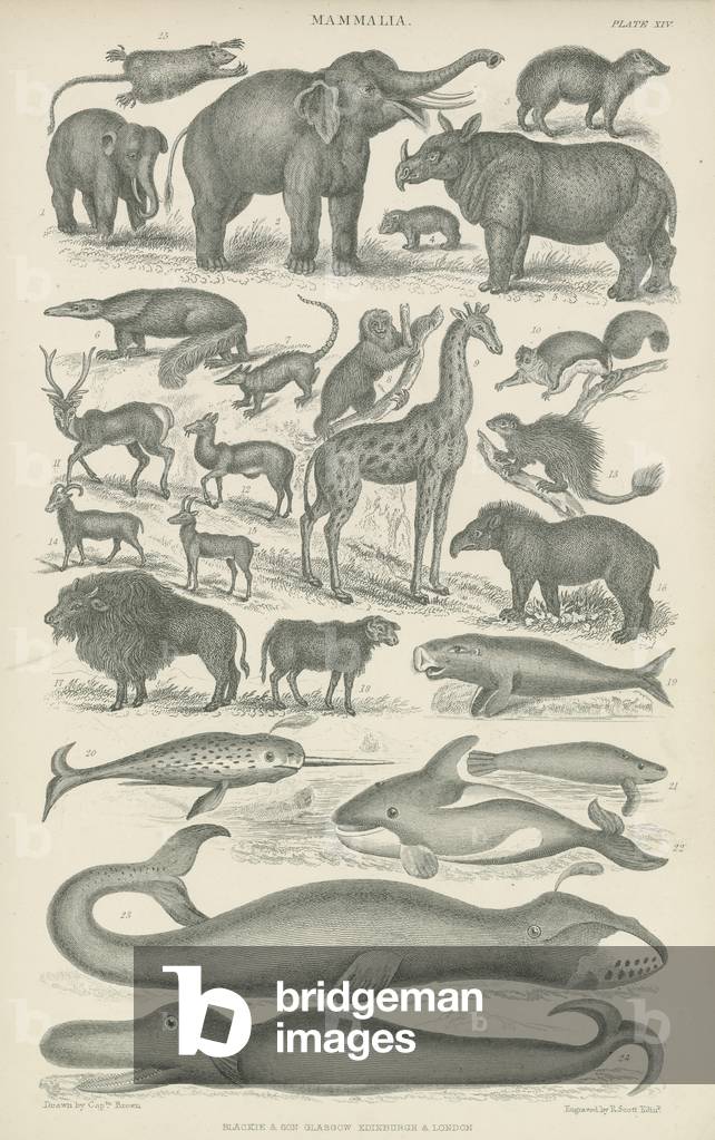 Mammalia (engraving)