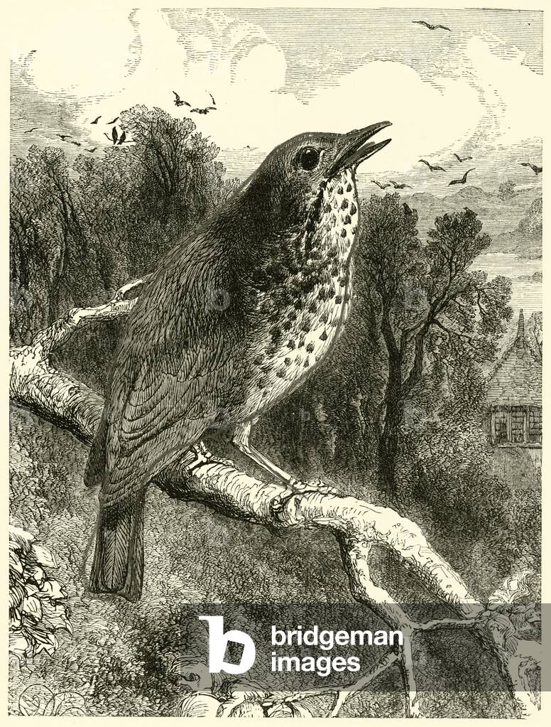 The Thrush (engraving)