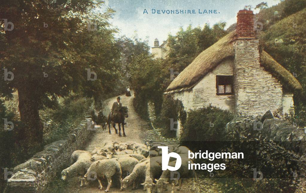 Sheep in a lane in rural Devon (colour photo)