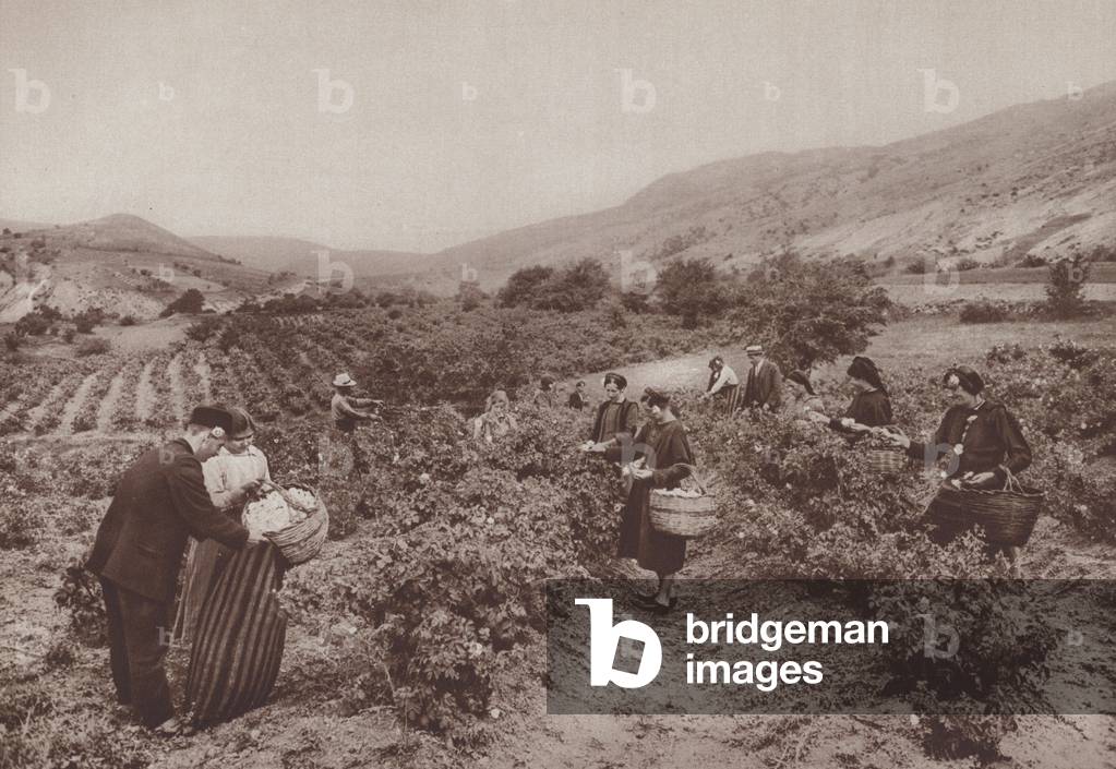 Cultivation of roses, Bulgaria (b/w photo)