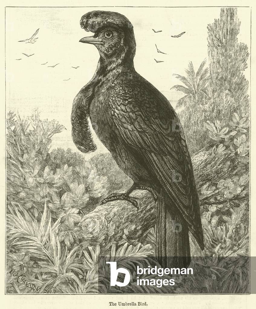 The Umbrella Bird (engraving)