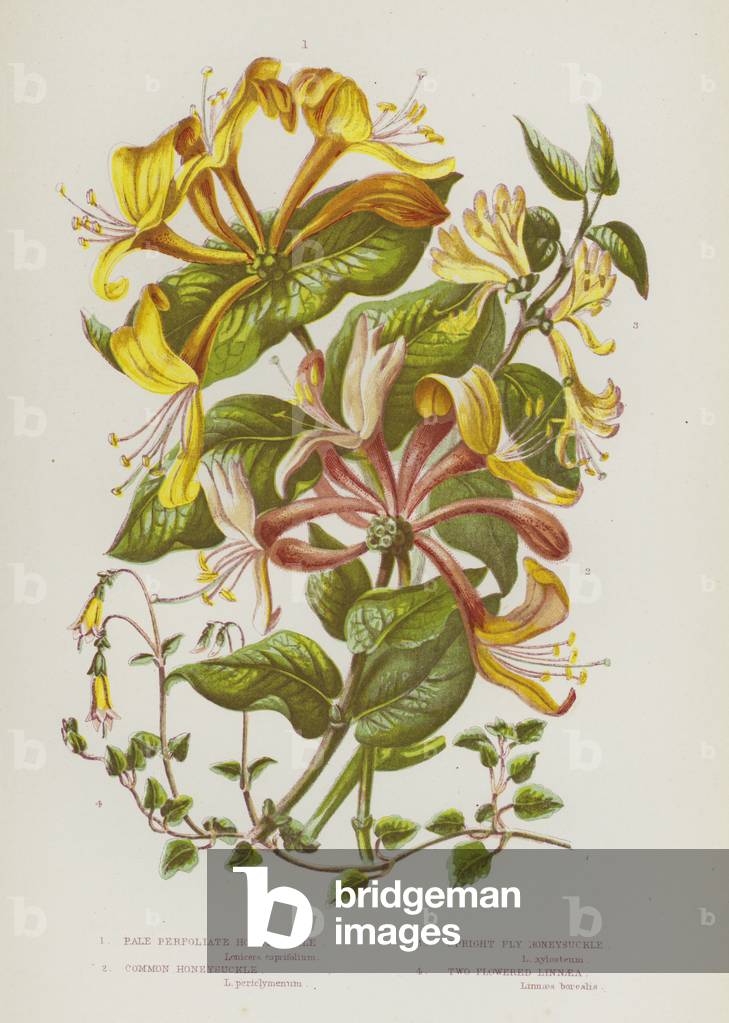 Flowering Plants of Great Britain: Pale Perfoliate Honeysuckle, Common Honeysuckle, Upright Fly Honeysuckle, Two Flowered Linnaea (colour litho)