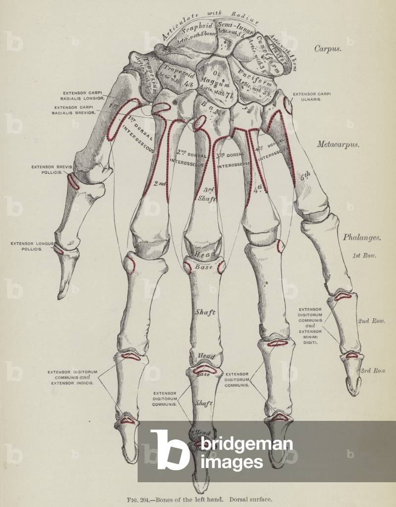 Bones of the left hand, Dorsal surface (engraving)