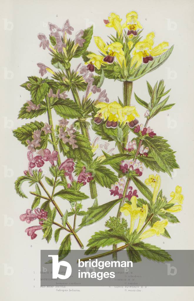 The Flowering Plants of Great Britain, c.1880 (litho)