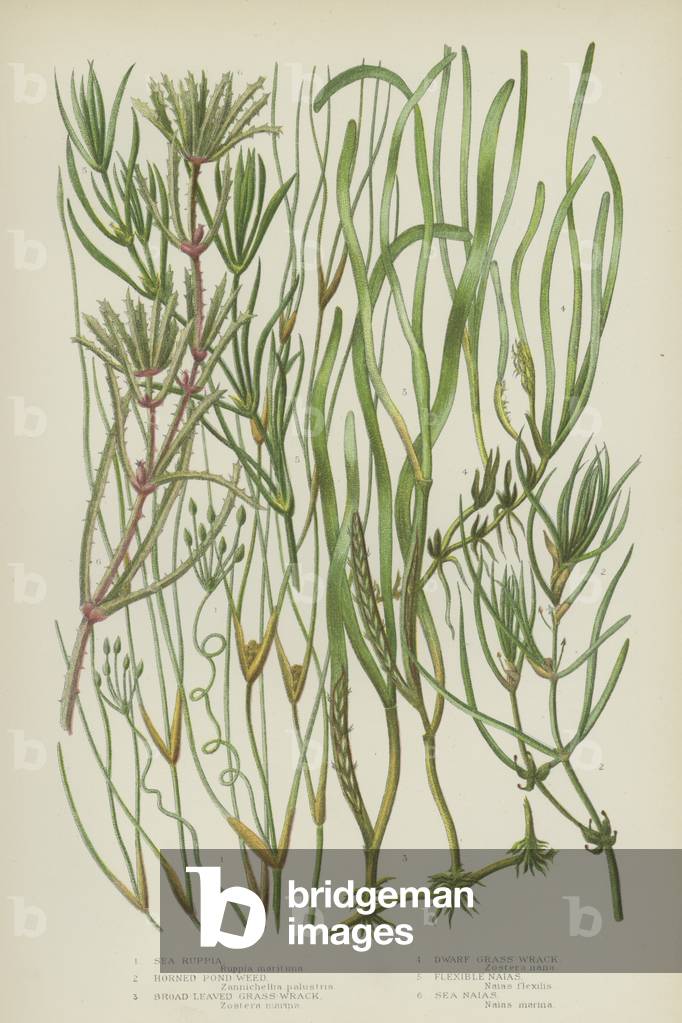 Sea Ruppia, Horned Pond Weed, Broad-Leaved Grass-Wrack, Dwarf Grass-Wrack, Flexible Naias, Sea Naias (colour litho)