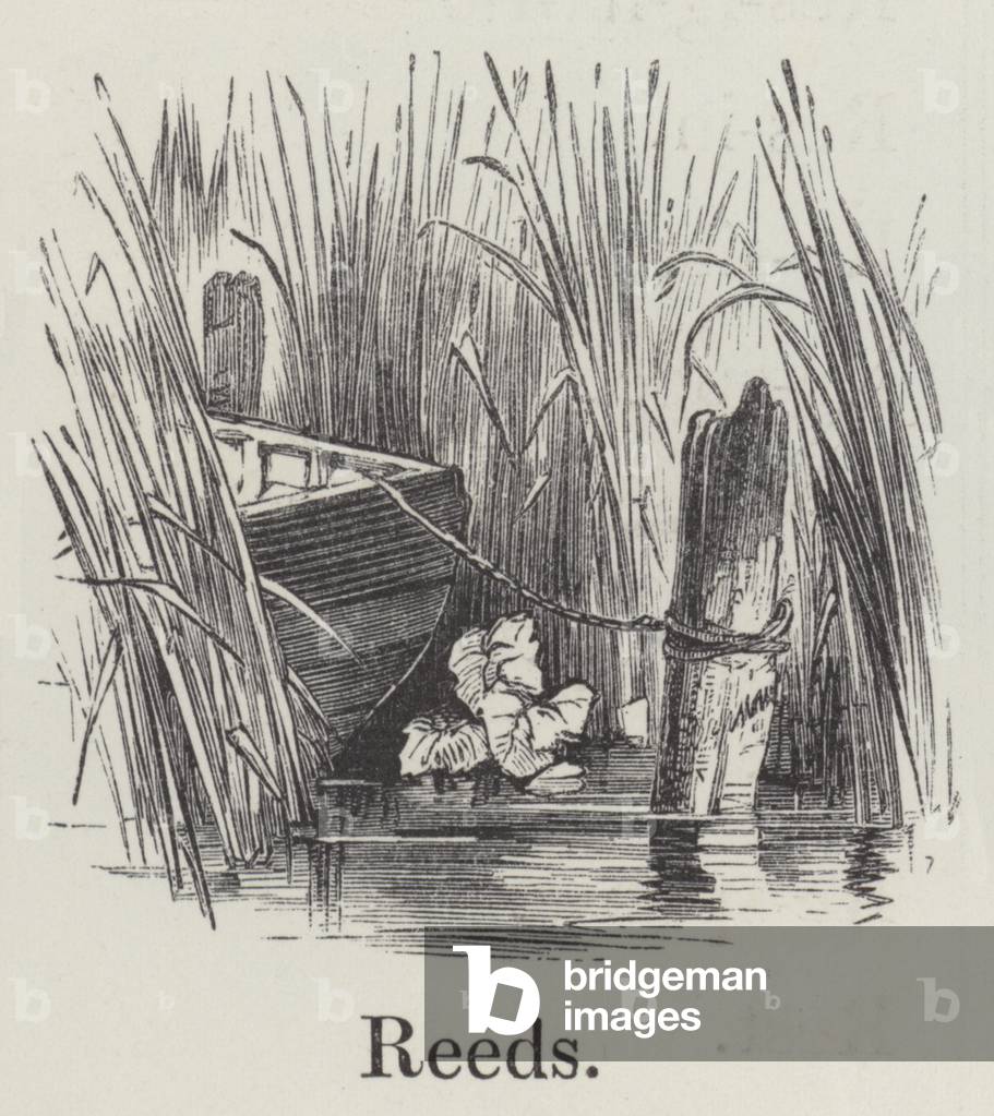 Reeds (engraving)